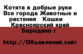 Котята в добрые руки - Все города Животные и растения » Кошки   . Красноярский край,Бородино г.